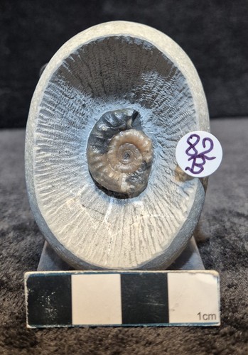 Calcite ammonites - calcite,
