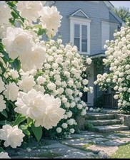 100 Fragrant Jasmine seeds