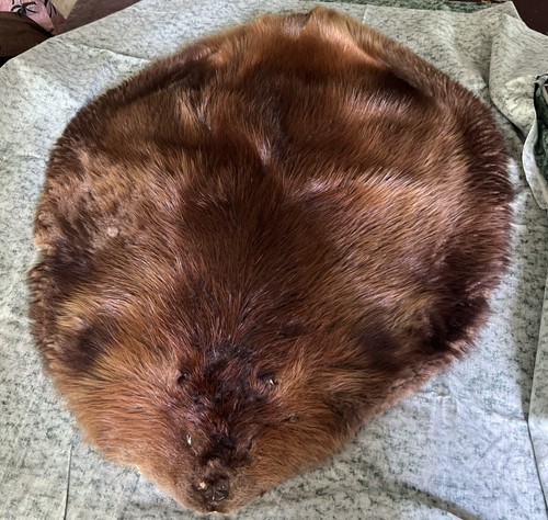 Beaver pelt 32 - beaver, 32”