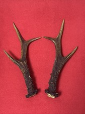 PAIR OF ROE DEER ANTLERS , 144g. approx. 22/23cm.