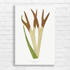 Vintage Botanical Illustration