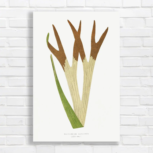 Vintage botanical illustration - botanical,