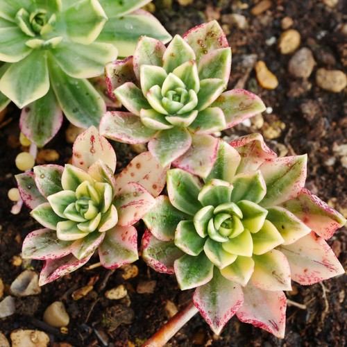 Aeonium green tea variegated - green,
