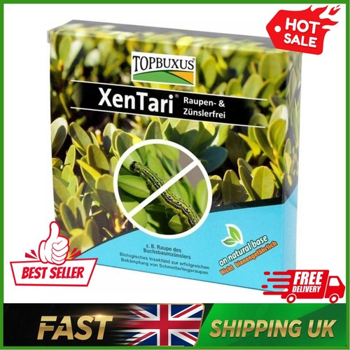Topbuxus xentari boxwood - topbuxus,