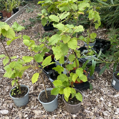 Hazel plants - hazel,