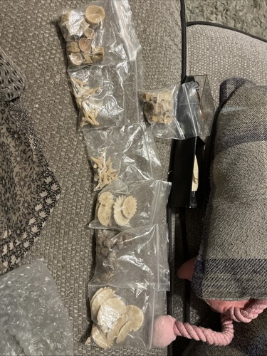 Massive lot fossils shark - lot,