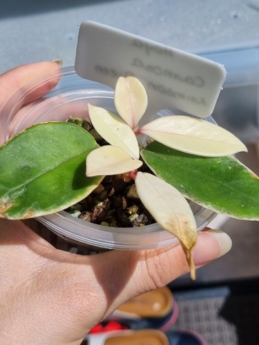 Hoya carnosa krimson queen - hoya,