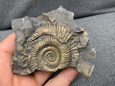 Pyrite Fossil Ammonite
