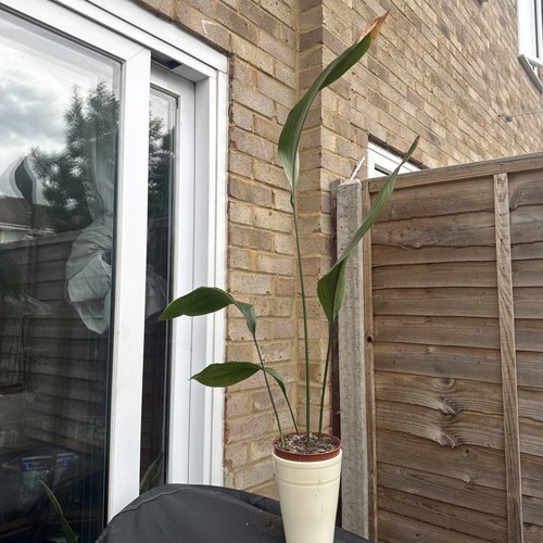 Verigated aspidistra elatior - verigated,