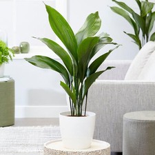 Cast iron plant aspidistra - cast,