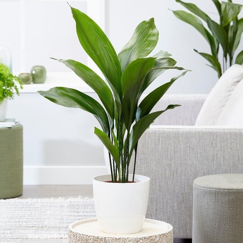 Cast iron plant aspidistra - cast,