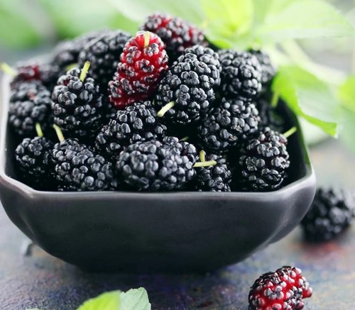 Mulberry tree seeds - mulberry, or