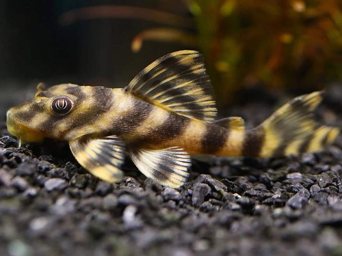 Bumblebee pleco l015 3 - pleco, 2.5-3.5