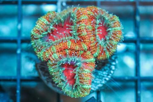 Wysiwyg live coral corals - wysiwyg,
