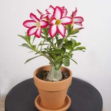 Desert Rose (Adenium Obesum)