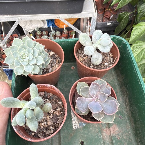 Mixed succulent collection - , of