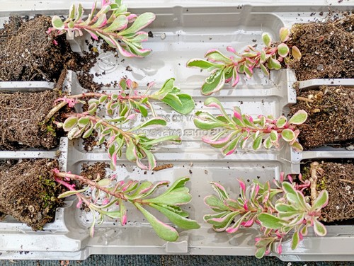 Variegated sedum hardy - variegated, sedum,