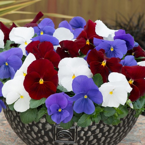Pansy matrix britannia - pansy,