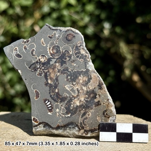 Promicroceras ammonite fossil - promicroceras,