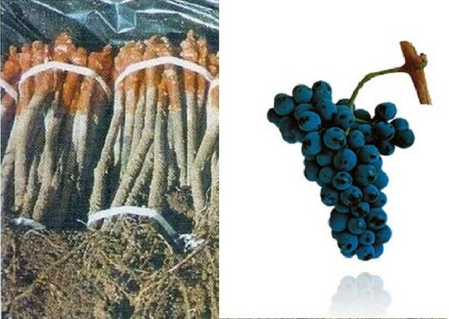 Rootstok graft vines - 2x,