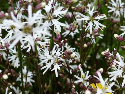 White ragged robin lychnis - robin,