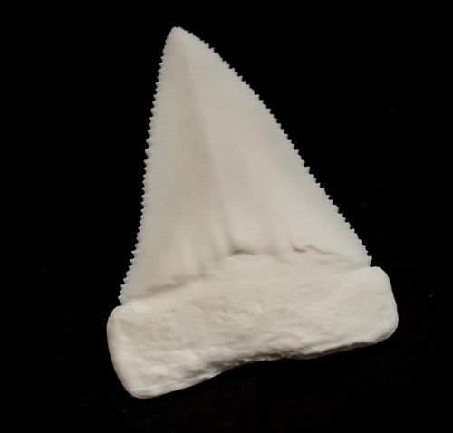 Great white shark tooth fossil - white,