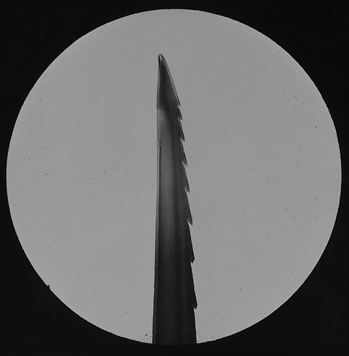 Microscope photo wasp - sting, x