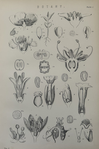 Antique print botanical - antique,