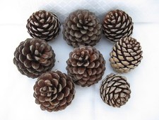 8x  Large Pine Cones From