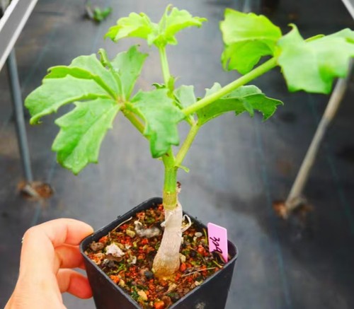 Cyphostemma quinatum random - cyphostemma,