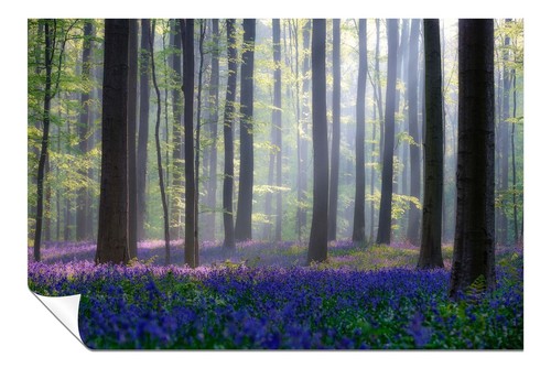 Purple bluebells summer - purple,