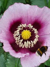 RARE: LEGO Technic 8110 -