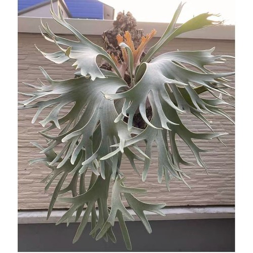 Platycerium ginka - platycerium,