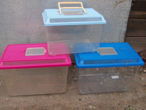 Small plastic vivarium - plastic,