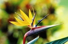 Strelitzia Reginae Yellow bird of paradise Seeds. 50x Fresh Seeds. Hand Picked.