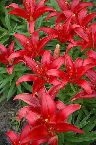 Dwarf lilies blackbird - x,