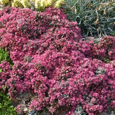 Sedum coca cola plant plugs