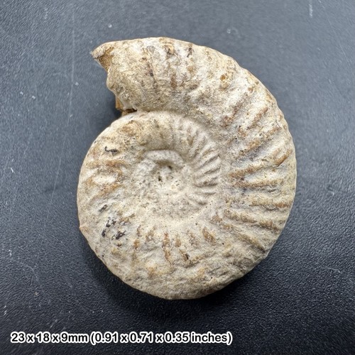 Perisphinctes ammonite fossil