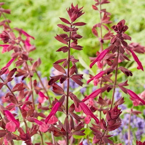 Salvia love wishes - love, &