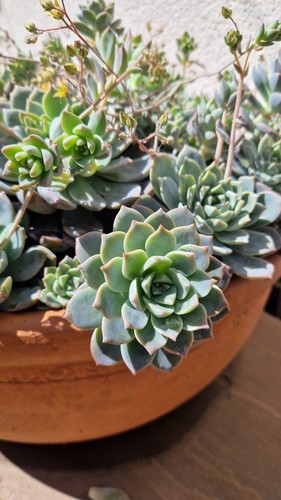 Echiveria prolifica succulent - prolifica,