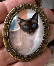 Gorgeous Blue Eyed Siamese Cat