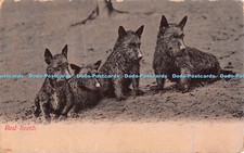 R364587 Real Scotch Grip Series Postcard 1911