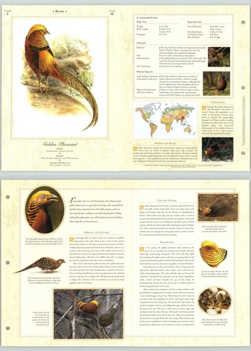 Golden pheasant birds - #42,