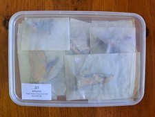 20 SPHINX (Sphingidae)