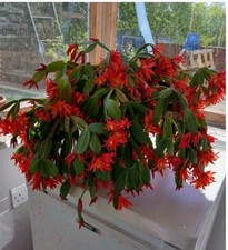 Rhipsalidopsis Gaertneri- Easter Cactus. Young Established Plant. Orange Colour.