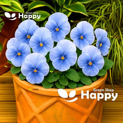 Pansy light blue seeds - s1,