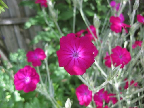 250 rose campion lychnis - 250+,