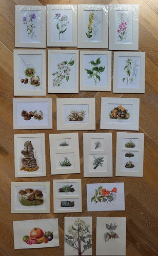 Original botanical watercolour - original,