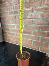 Paulownia Tomentosa Foxglove