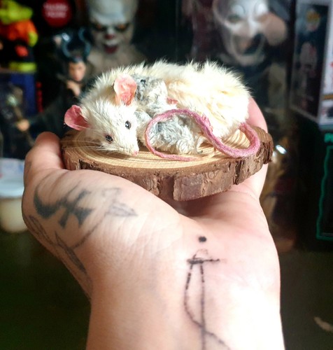 Taxidermy mouse cuddling - cuddling, teddy